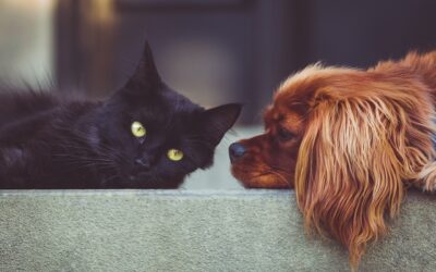 What Causes Allergies in Dogs and Cats?