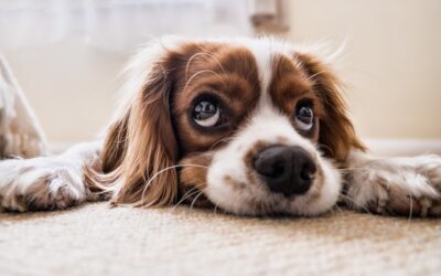 5 Tips to Safely Care for Your Dog After a Spay or Neuter