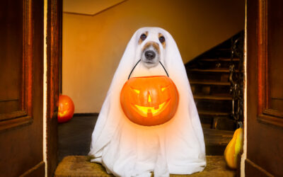 7 Tips to Keep Your Dog Safe During Halloween