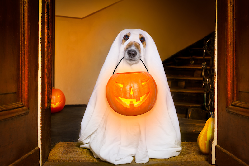 7 Tips to Keep Your Dog Safe During Halloween