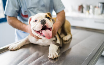 The Importance of a Body Condition Score for Your Pet
