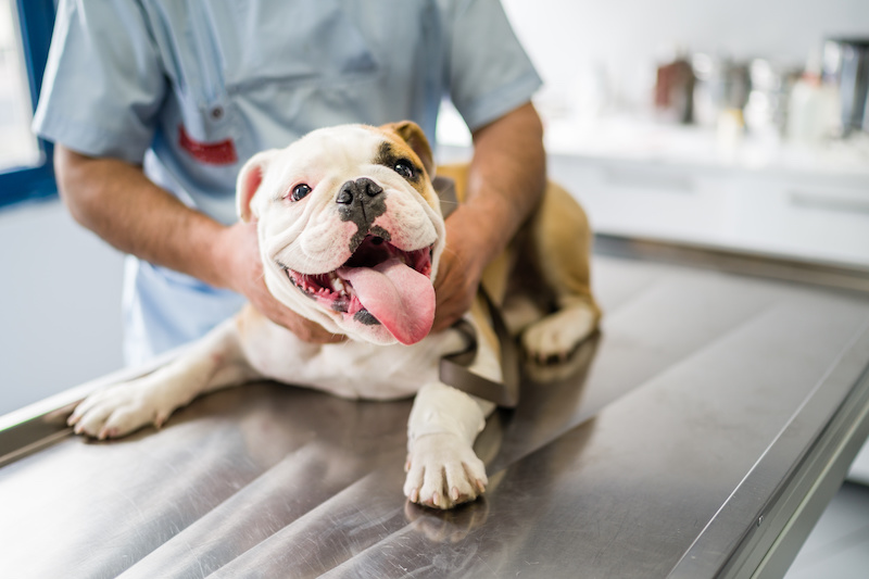 The Importance of a Body Condition Score for Your Pet