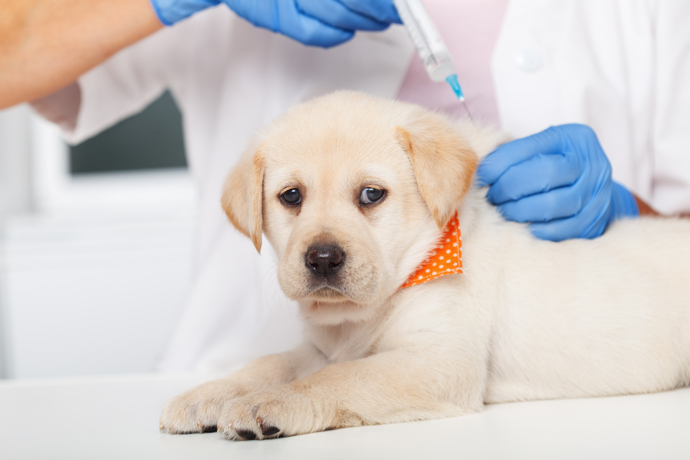 New Puppy Vaccination Schedule