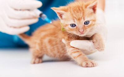 Kitten Vaccination Schedule