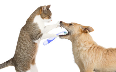 The Importance of Dental Care for Dogs and Cats