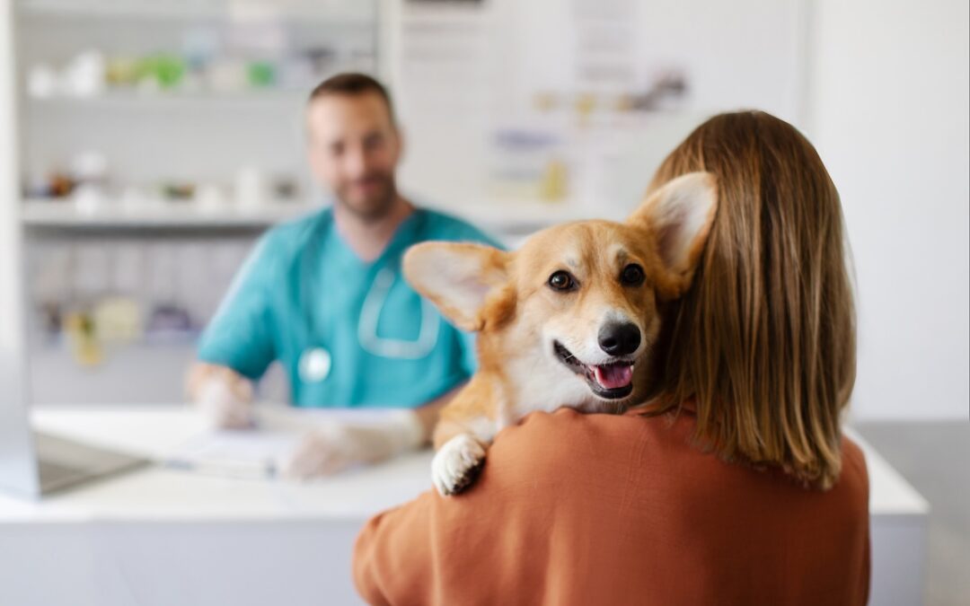 The Value of Our Clinic’s Fear Free™ Certified Professional in Alpharetta, GA