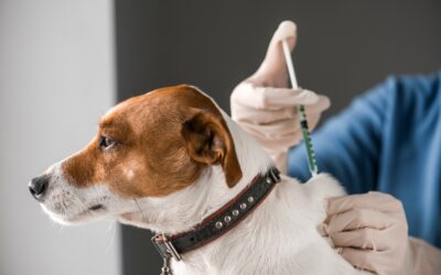 Is the Leptospirosis Vaccine Necessary for Dogs in Georgia?