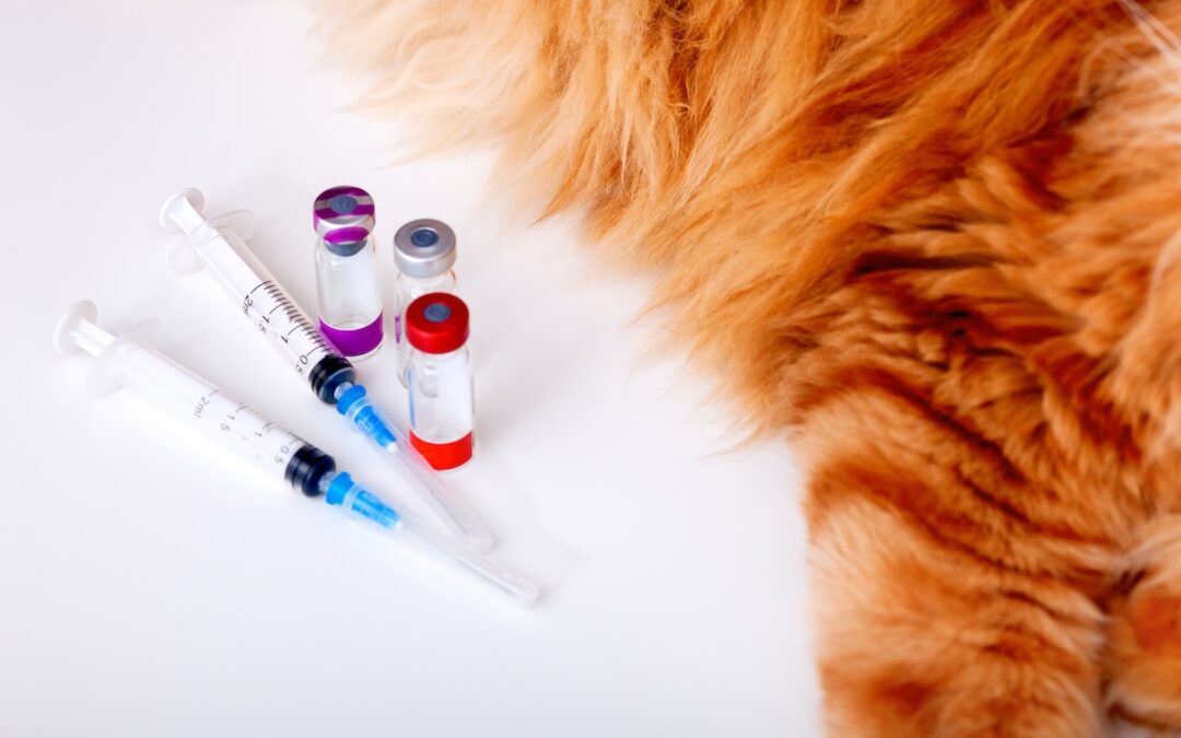 Emergency Vet vs. Regular Vet: Where Should You Go in Alpharetta?