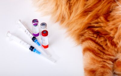 Emergency Vet vs. Regular Vet: Where Should You Go in Alpharetta?