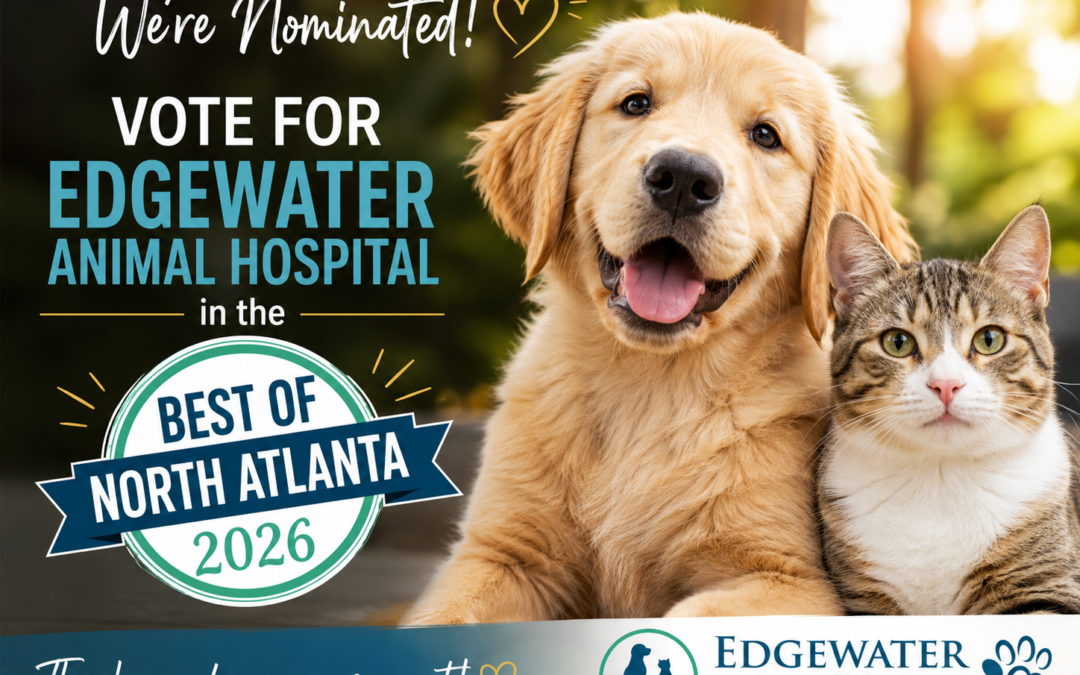 Edgewater Animal Hospital Nominated for Best Veterinarian of North Atlanta 2026!