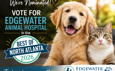 Edgewater Animal Hospital Nominated for Best Veterinarian of North Atlanta 2026!